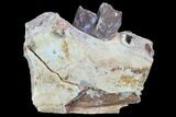 Hyracodon (Running Rhino) Jaw Section - South Dakota #90263-1